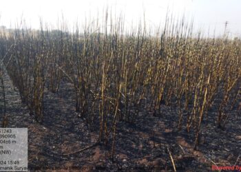 ऊसाला लागलेल्या आगीत लाखोंचे नुकसान – लोहारा तालुक्यातील धानुरी येथील घटना