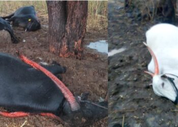 लोहारा शहरासह तालुक्यात वादळी वाऱ्यासह अवकाळी पाऊस – वीज पडून बैल, म्हशी दगावल्या