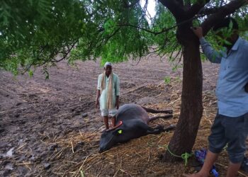 लोहारा शहर व तालुक्यात विजांच्या कडकडाटासह जोरदार पावसाची हजेरी – उदतपुर येथे वीज पडून एक म्हैस दगावली