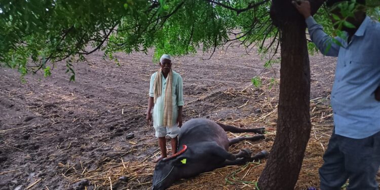 लोहारा शहर व तालुक्यात विजांच्या कडकडाटासह जोरदार पावसाची हजेरी – उदतपुर येथे वीज पडून एक म्हैस दगावली
