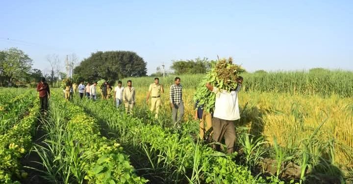 अवैध आफुच्या झाडाची लागवड; पोलिसांनी केली कारवाई