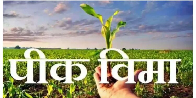 प्रधानमंत्री पीक विमा योजनेची मुदत १४ ऑगस्टपर्यंत वाढविली